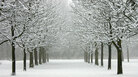 A sunless day in winter A sunless day in winter