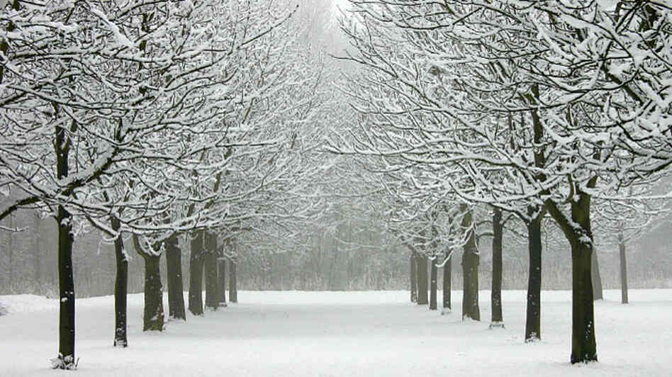 A sunless day in winter