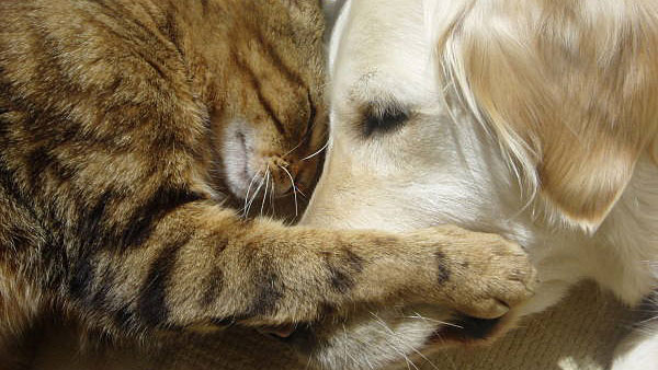 Cat and dog cuddle
