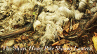 Fake cover for The Shins' 'Honey Poke Shimmy Lantern.' Fake cover for The Shins' 'Honey Poke Shimmy Lantern.'