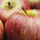 Apples Apples