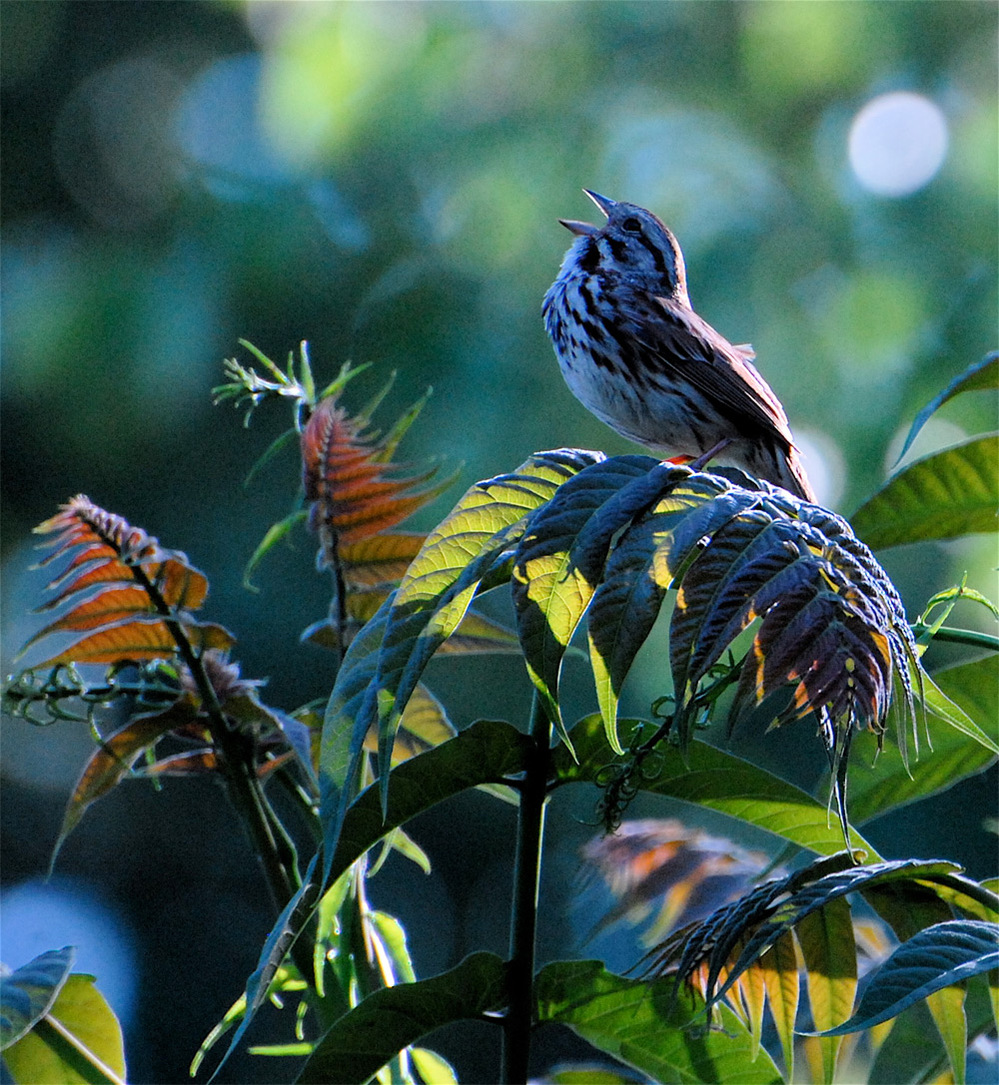 Birdsong