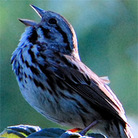 Birdsong Birdsong
