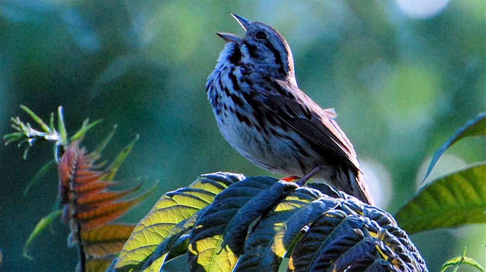 Birdsong