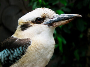 Kookaburra