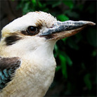 Kookaburra Kookaburra