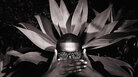 Flying Lotus; credit: Timothy Saccenti Flying Lotus; credit: Timothy Saccenti