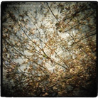 horse feathers cover