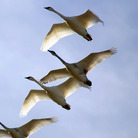 In his diary, Sibelius noted the inspiration for the grand theme in his Fifth Symphony: "Today I saw 16 swans. God, what beauty! They circled over me for a long time. Disappeared into the solar haze like a silver ribbon." In his diary, Sibelius noted the inspiration for the grand theme in his Fifth Symphony: "Today I saw 16 swans. God, what beauty! They circled over me for a long time. Disappeared into the solar haze like a silver ribbon."