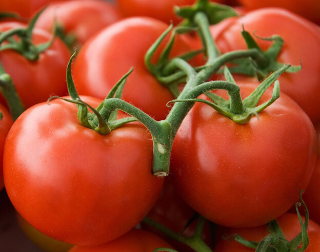 Pennsylvania grown hydroponic tomatoes