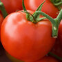 Pennsylvania grown hydroponic tomatoes