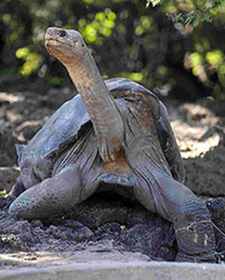 Lonesome George. Rodrigo Buendia/AFP/Getty Images