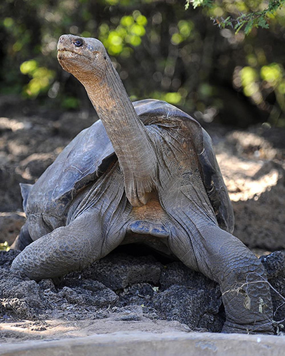 Lonesome George. Rodrigo Buendia/AFP/Getty Images
