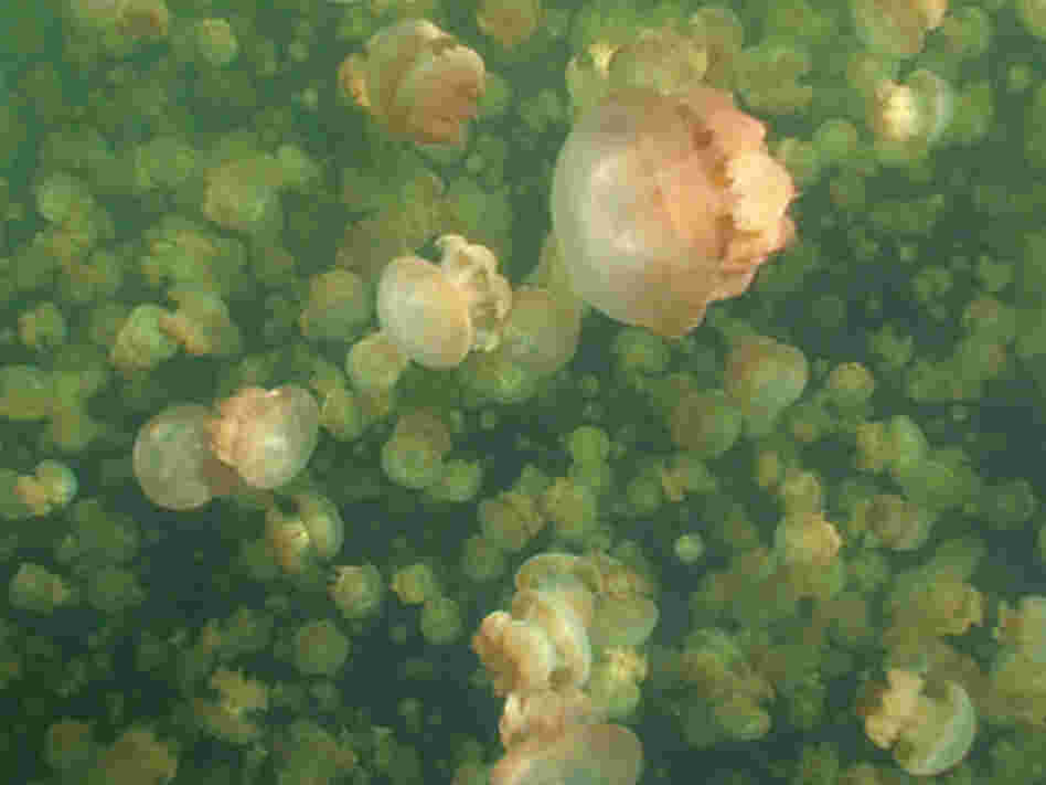 A group of Mastigas jellyfish in Jellyfish Lake, Palau.