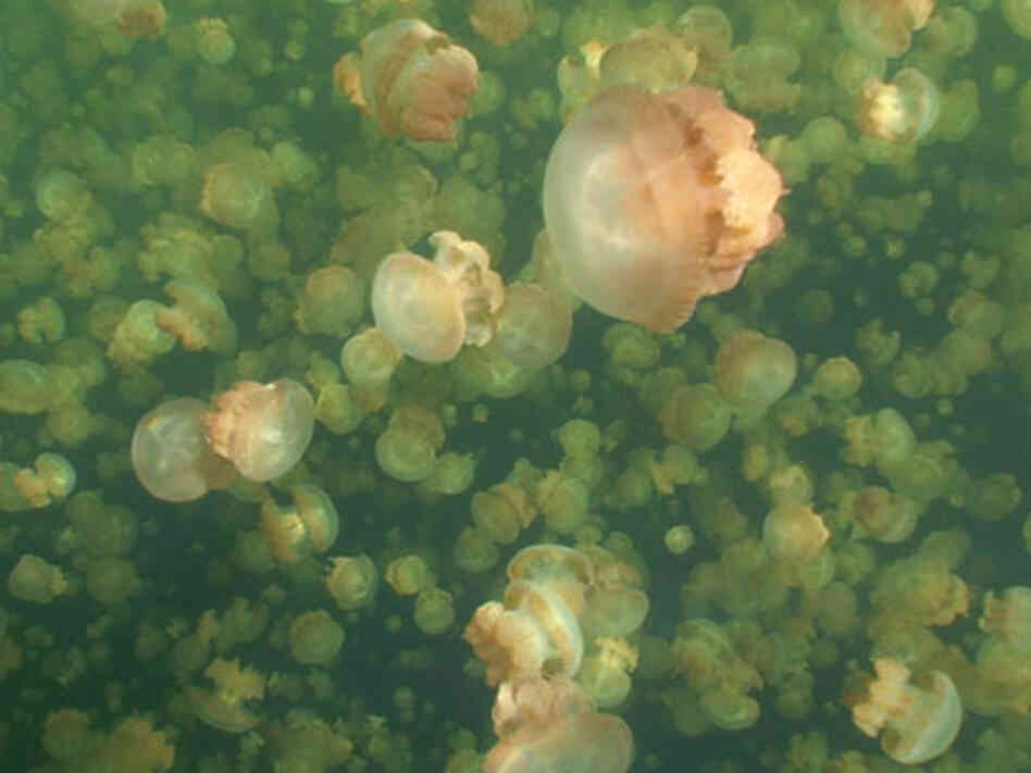 A group of Mastigas jellyfish in Jellyfish Lake, Palau.
