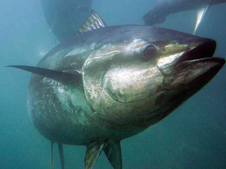 A bluefin tuna