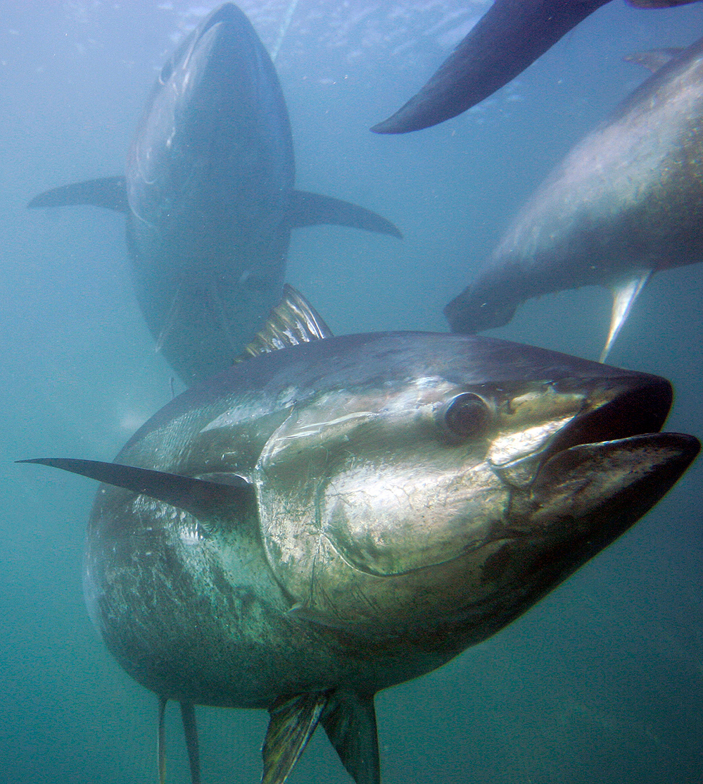 A bluefin tuna
