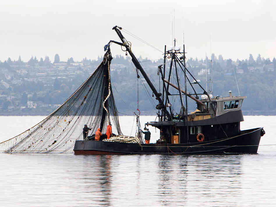A fishing boat pulls in its net.