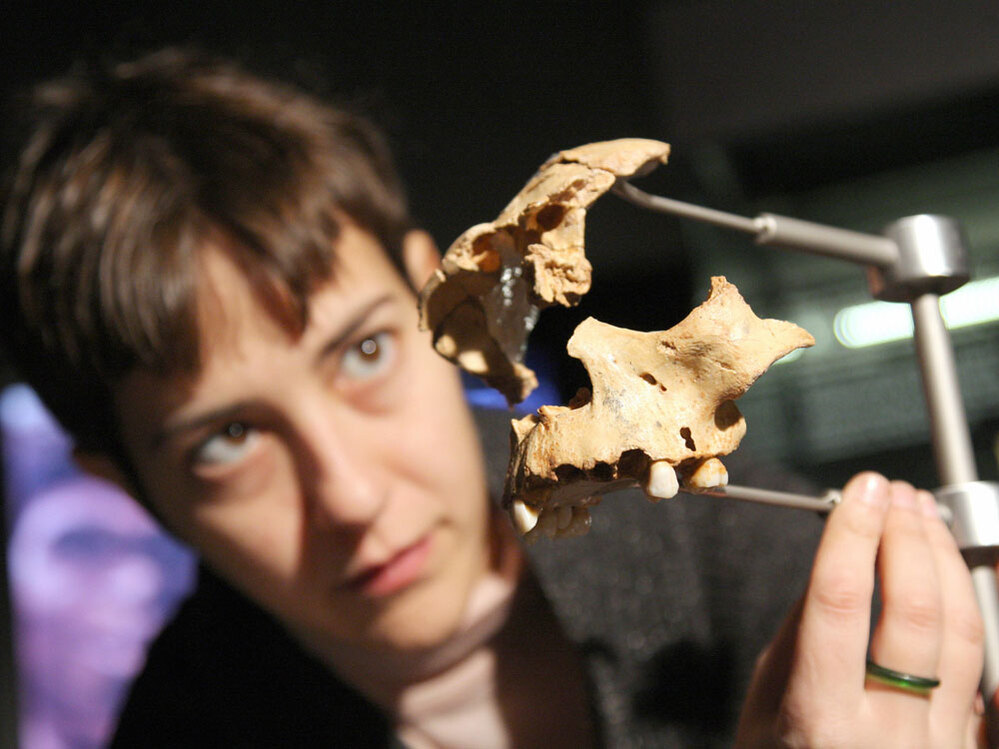 An archaeologist sets up pieces of an 800,000 year-old human skull found in the Atapuerca hills.