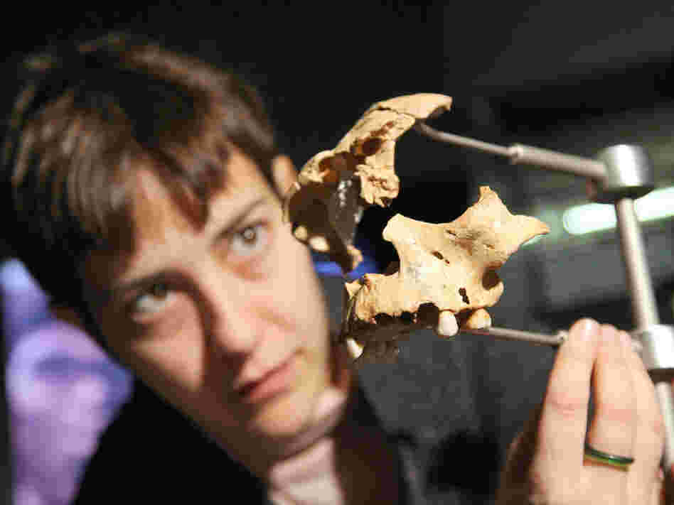 An archaeologist sets up pieces of an 800,000 year-old human skull found in the Atapuerca hills.