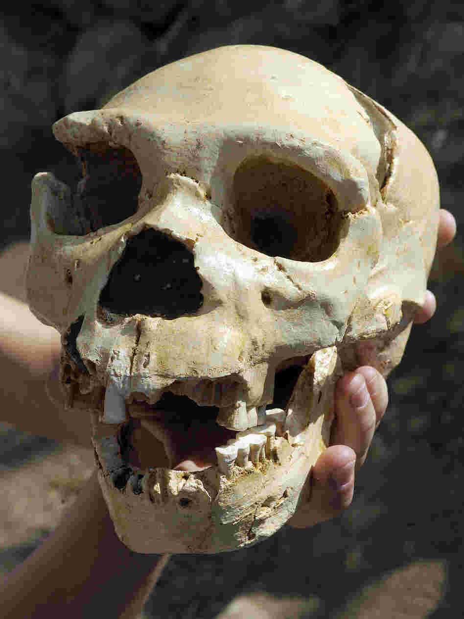 This skull, named Miguelon, is estimated to be 400,000 years old and was uncovered at Atapuerca.