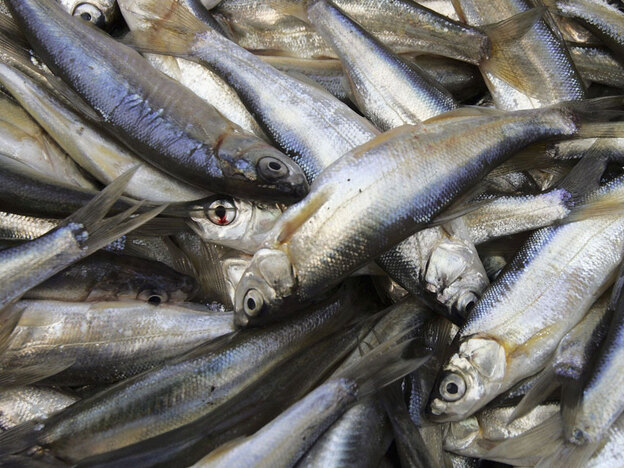 Sardines are packed with vitamin D.