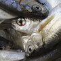 Sardines are packed with vitamin D. Sardines are packed with vitamin D.