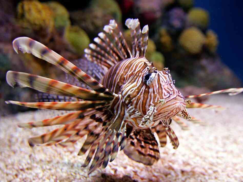 The spiny, venomous lionfish. Michael Dwyer/AP