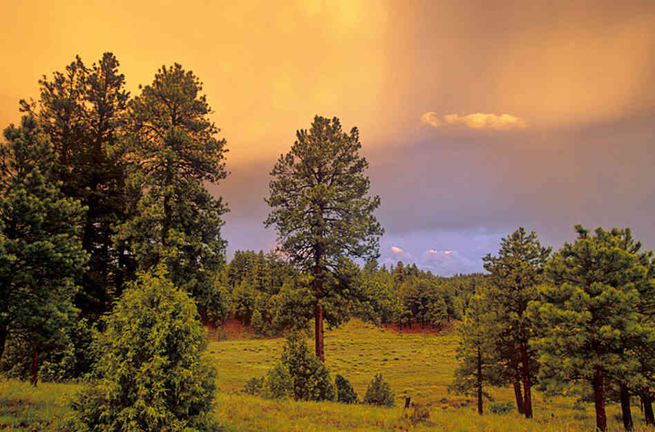 Ponderosa Pines Rugged Trees With A Sweet Smell NPR