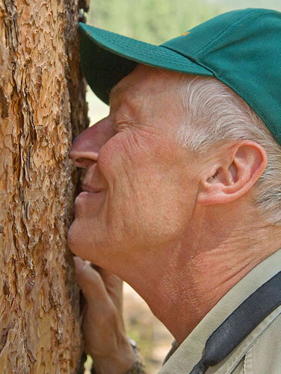tall- Steve Hirst sniffing a ponderosa pine during a hike tall- Steve Hirst sniffing a ponderosa pine during a hike