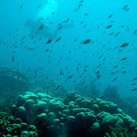 A diver swims amid groups of fish, near the island of Bonaire.