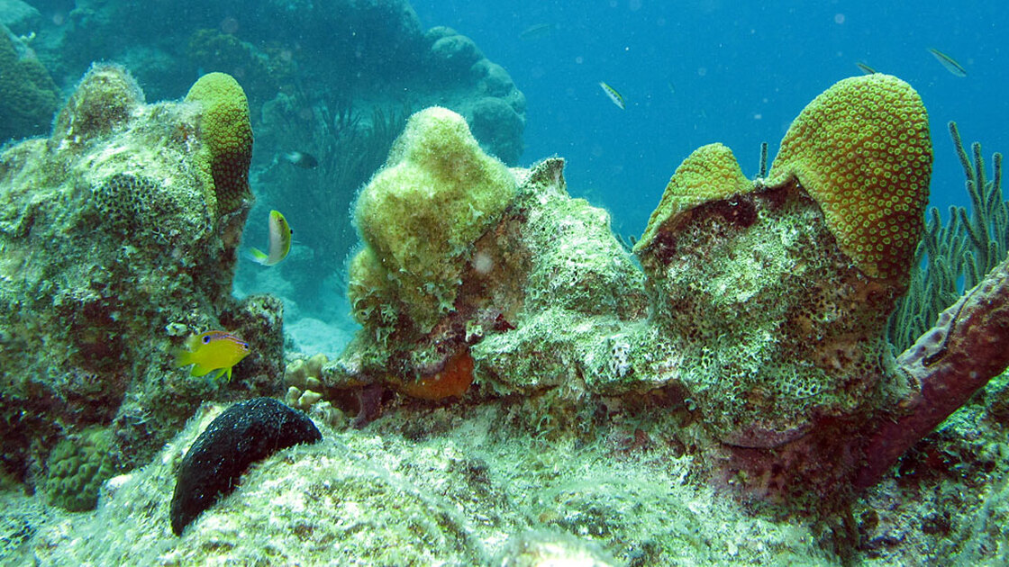 A longfin damselfish patrols its algae garden.