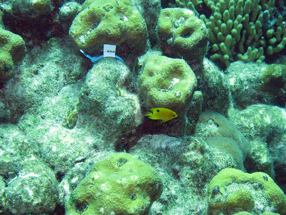 A three-spot damselfish's algae garden, from above.