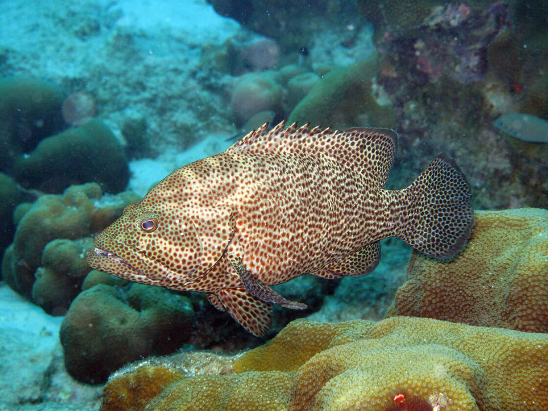 Graysbys, like this one, normally prey on damselfish and help keep their populations in check.