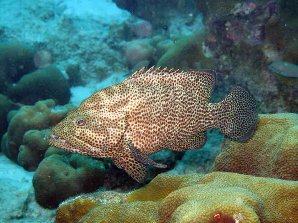Graysbys, like this one, normally prey on damselfish and help keep their populations in check.