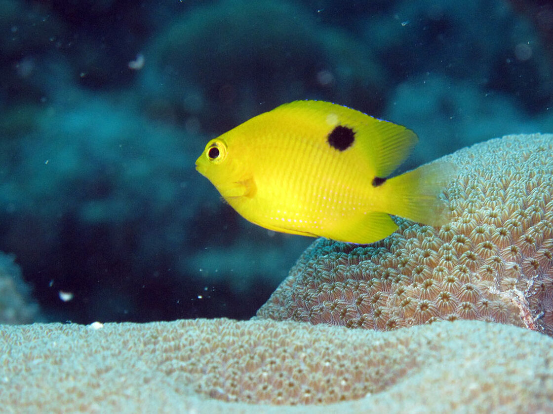 A three-spot damselfish.
