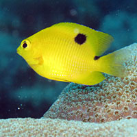 A three-spot damselfish.