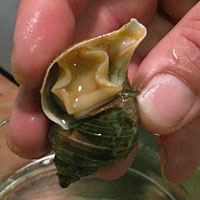 A researcher examines a neptunia snail.