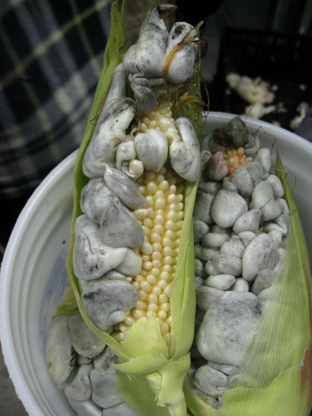 Vertical: Cuitlacoche grows when a drop of rain seeps into a husk of corn.