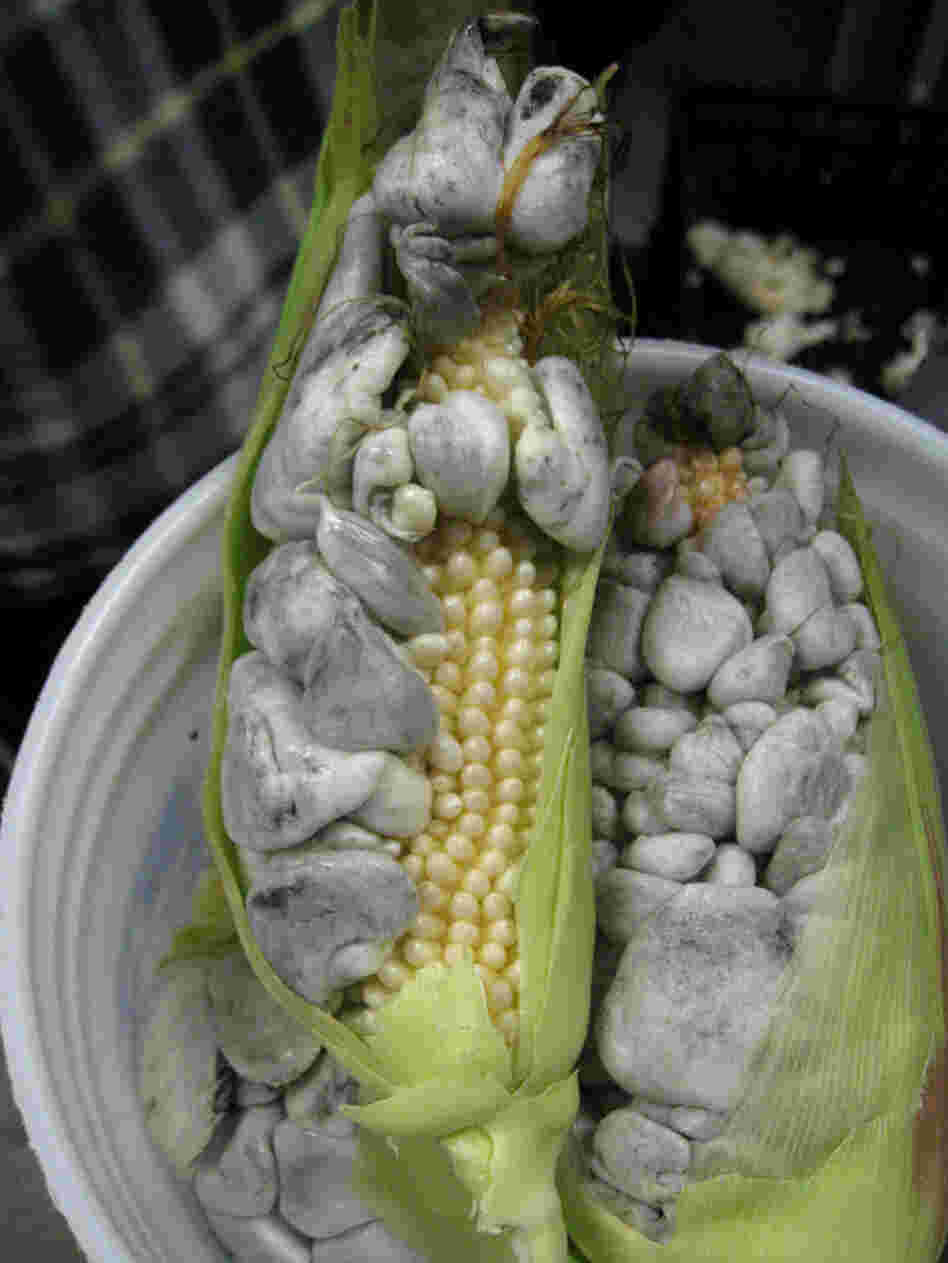 Vertical: Cuitlacoche grows when a drop of rain seeps into a husk of corn.