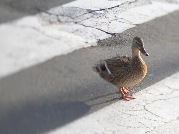 Duck. iStockphoto.com