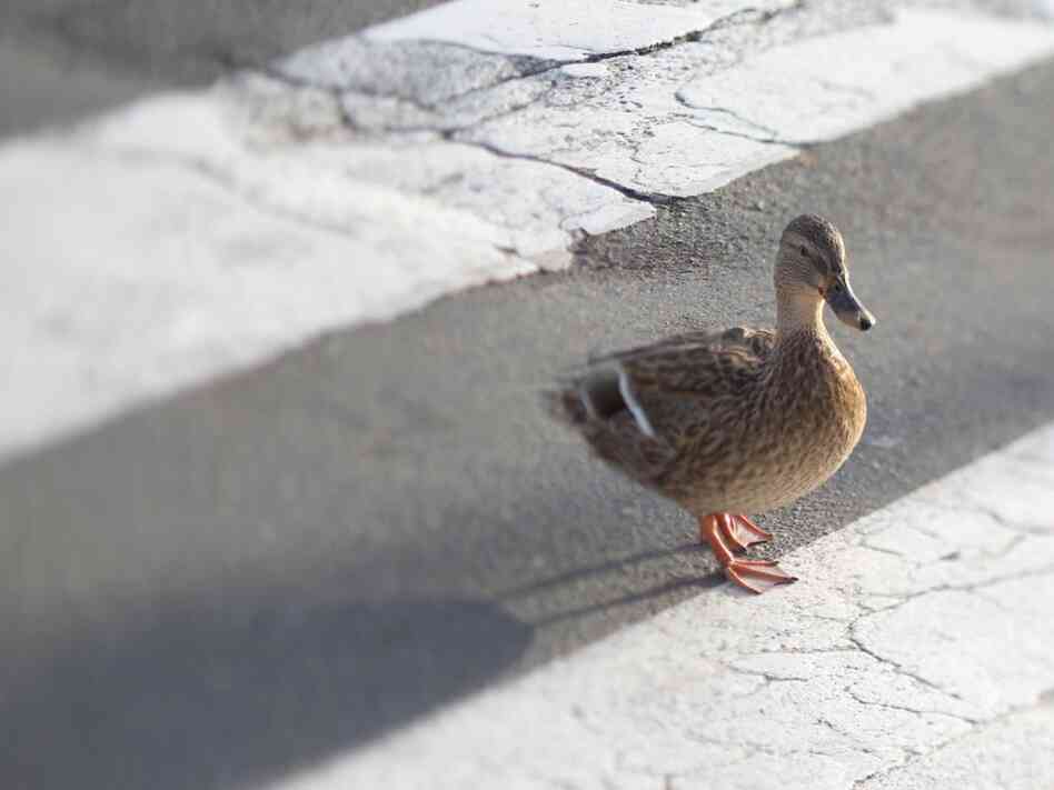 Duck. iStockphoto.com