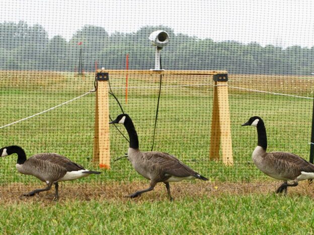 Geese walk past one of several cameras. Robert Benincasa/NPR