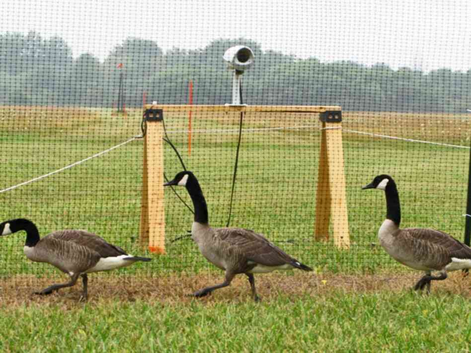 Geese walk past one of several cameras. Robert Benincasa/NPR