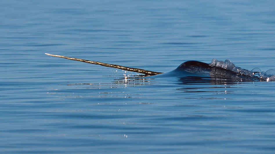 wide: A male narwhal surfaces. wide: A male narwhal surfaces.