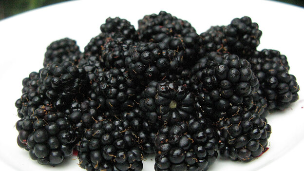 Blackberries (Wide)