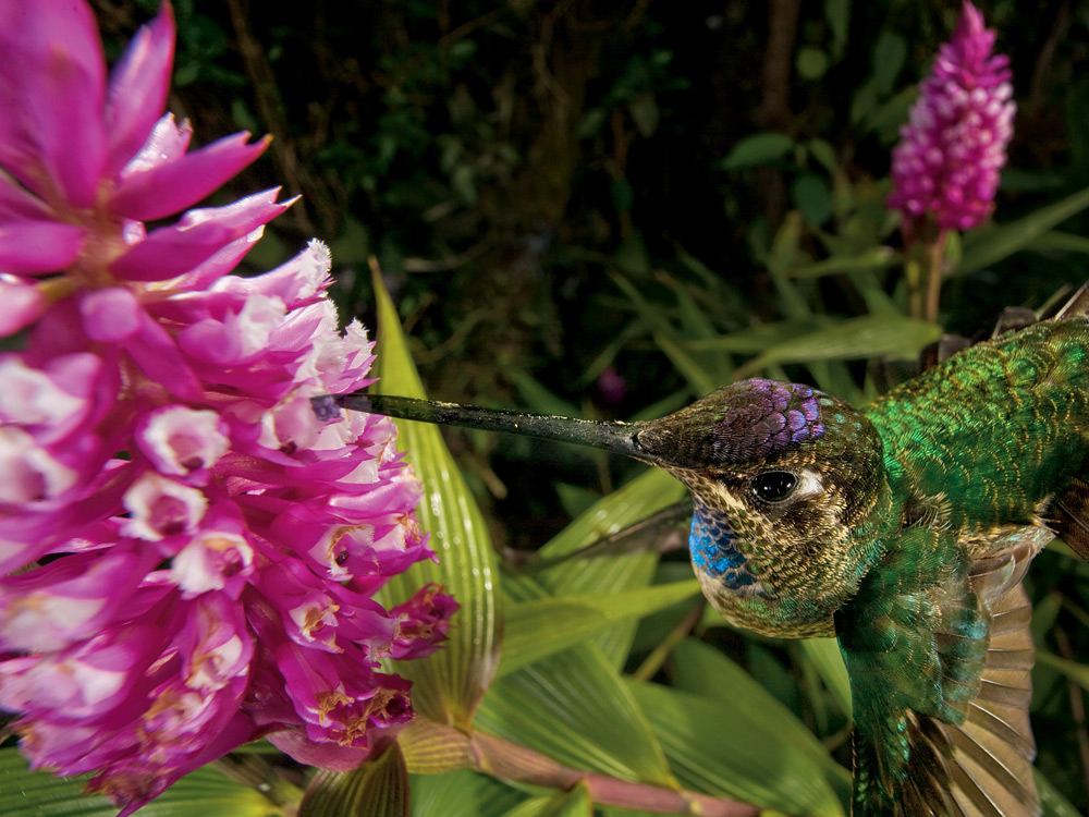 [Interactive:Orchids: Lovers Or Liars?]
