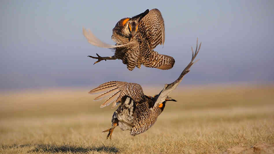 (Wide) An aggressive encounter between two male greater prairie chickens. (Wide) An aggressive encounter between two male greater prairie chickens.
