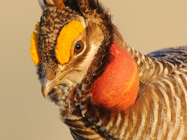 (CU) An adult male lesser prairie chicken displays on a lek.