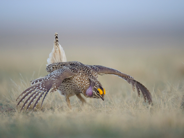 Adult male sharp-tailed grouse displaying at dawn on a lek.